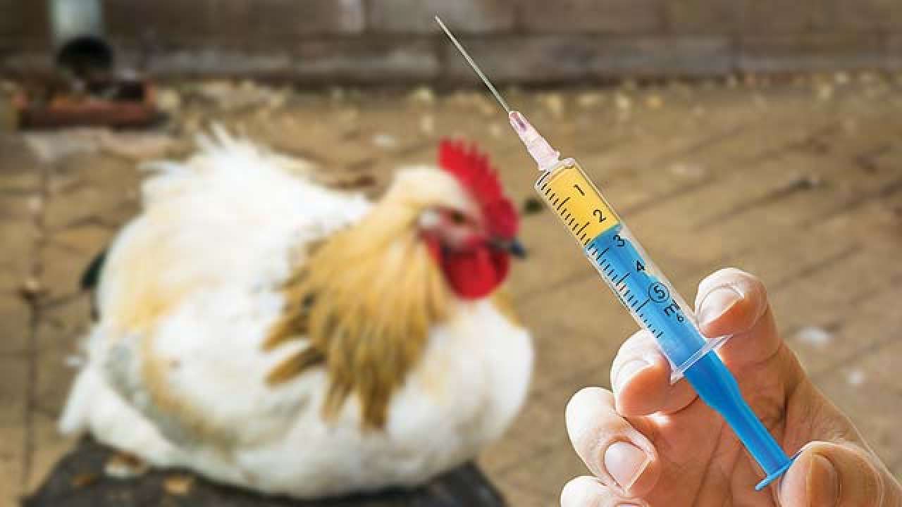 626389-poultry-112117.jpg