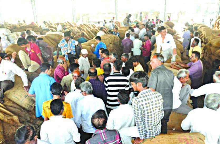 Gujrat News : एक महीने में ४४२६ किसानों की मूंगफली खरीदी, ३९६ की रिजेक्ट Gujrat News : एक महीने में ४४२६ किसानों की मूंगफली खरीदी, ३९६ की रिजेक्ट
