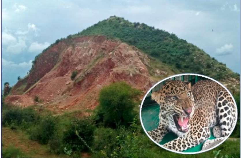 जंगल से आबादी में भटक रहे वन्यजीव, मानव जीवन को खतरा जंगल से आबादी में भटक रहे वन्यजीव, मानव जीवन को खतरा