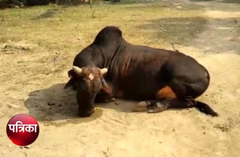 screenshot_from_2019-12-03_18-06-38.jpg आवारा सांड की नसबंदी से नाराज हो गए लोग, डॉक्टर लगाए गंभीर आरोप, देखें वीडियो
