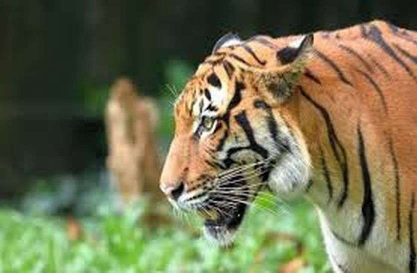omkareshwar national park, burhanpur, badhwah tiger reserve निमाड़ के इस जंगल में सुनाई देगी टाइगर की दहाड़, हाथी पर कर सकेंगे सवारी