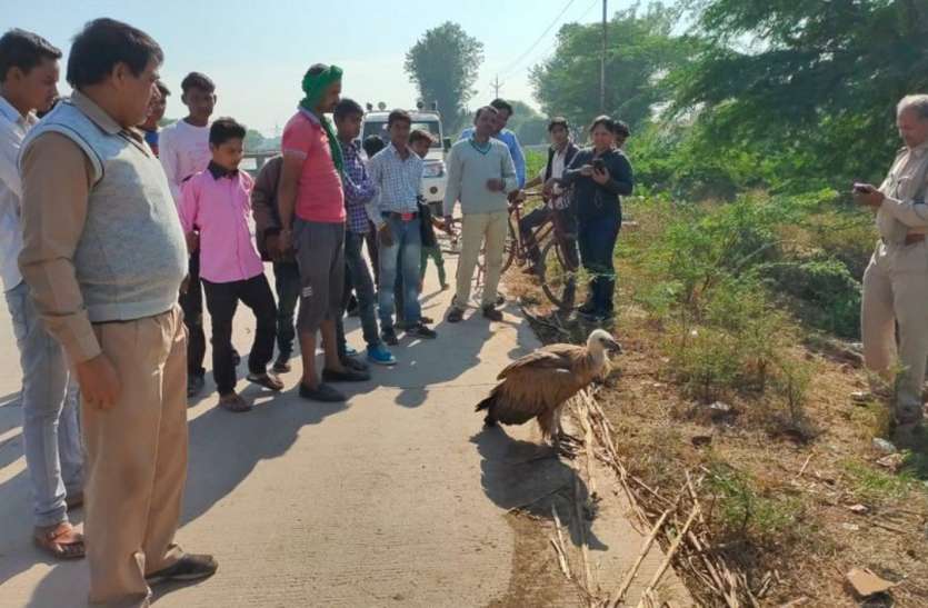 कैनाल के पास मिला दुर्लभ प्रजाति का गिद्ध कैनाल के पास मिला दुर्लभ प्रजाति का गिद्ध