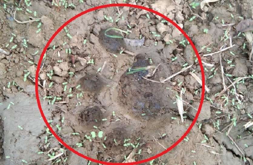 बाघ की चहलकदमी से किसानों में दहशत बाघ की चहलकदमी से किसानों में दहशत