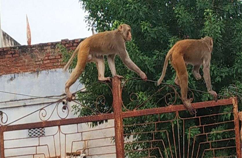 बंदरों के आंतक के सामने जिम्मेदार बने असहाय बंदरों के आंतक के सामने जिम्मेदार बने असहाय