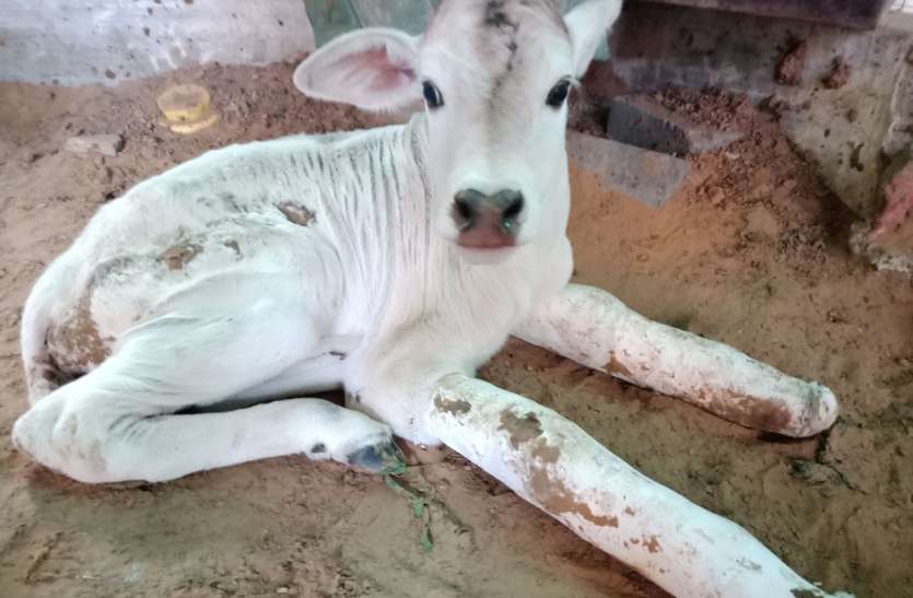 मां को ले गया लालची मालिक, बछड़े की जिम्मेदारी युवाओं ने सम्भाली मां को ले गया लालची मालिक, बछड़े की जिम्मेदारी युवाओं ने सम्भाली