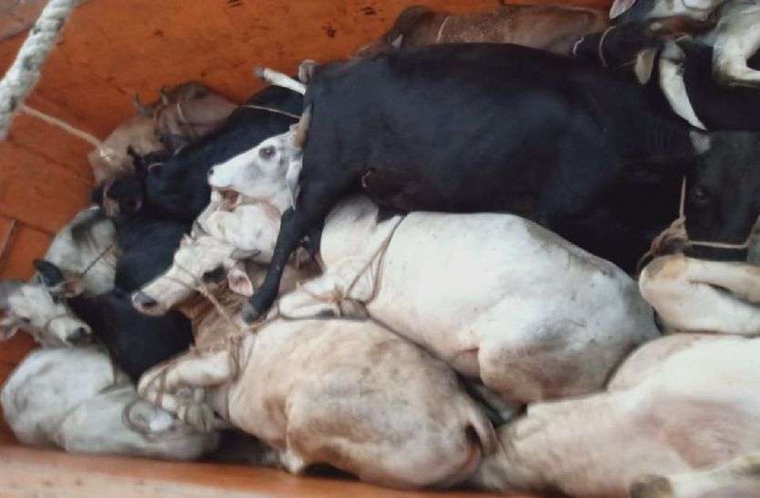 Cow Smuggling Not Stopping In Alwar District राजस्थान के इस जिले में दो SP लगाने के बाद भी नहीं थम रहा अपराध, देशभर में बदनामी होने के बाद भी जारी है गोतस्करी