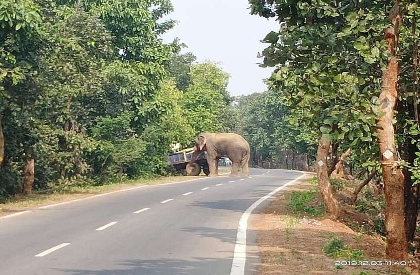दंतैल को सामने देख किसान के उड़े होश, ट्रैक्टर से कूदकर बचाई जान दंतैल को सामने देख किसान के उड़े होश, ट्रैक्टर से कूदकर बचाई जान