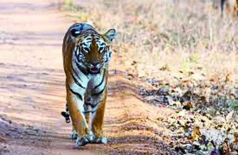 यहां वर्चस्व की लड़ाई में मारे गए 46 बाघ यहां वर्चस्व की लड़ाई में मारे गए 46 बाघ