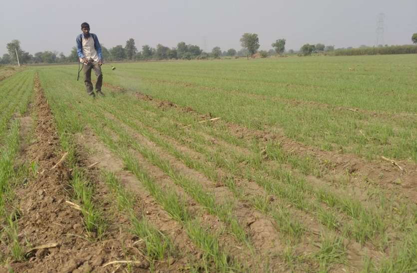 After losses in cotton, soybeans, maize, onions अब इस जीव ने किसानों के लिए खड़ी की मुसीबतें, मचा रहा है तबाही