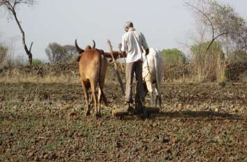 Sowing of improved seeds will produce more crop उन्नत किस्म के बीजों की बोनी से मिलेगा फसल का ज्यादा उत्पादन