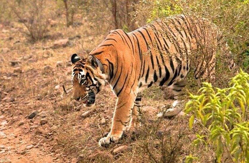 Sariska Tigers Making Their Own Territory सरिस्का में नए बाघ बना रहे टैरिटरी, अगर अब नहीं हुआ गांवों का विस्थापन तो ग्रामीणों को होगा खतरा