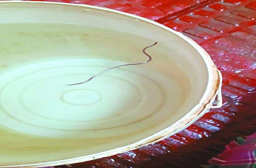 बाल्टी में पानी भर रही थी महिला, नल से अचानक निकला सांप, मचा हड़कंप बाल्टी में पानी भर रही थी महिला, नल से अचानक निकला सांप, मचा हड़कंप