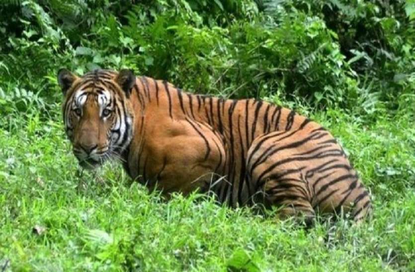 tiger-reserve-maharastra-tiger-c1-tipeshwar-wildlife-sanctuary एक टाइगर ऐसा भी, जिसने सैंकड़ो मील का किया सफर
