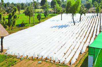 5 bigha made in the bigha field कड़ाके की सर्दी में फसलों ने ओढ़ी ‘रजाई’...5 बीघा खेत में बना डाली लो-टनल