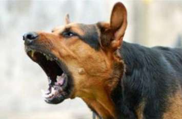 dog bite many childrens in kairana shamli आवारा कुत्तों ने दर्जन भर बच्चों को बनाया अपना शिकार, स्वास्थ्य विभाग में मचा हड़कंप- देखें वीडियाे