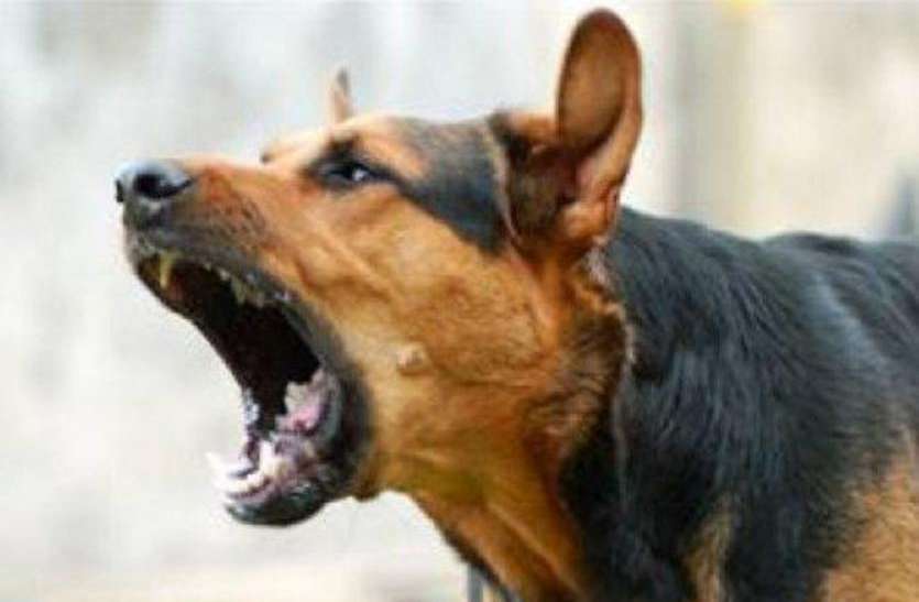 dog.jpg आवारा कुत्तों ने दर्जन भर बच्चों को बनाया अपना शिकार, स्वास्थ्य विभाग में मचा हड़कंप- देखें वीडियाे