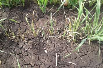Crisis on wheat crop in this district of Madhya Pradesh मध्यप्रदेश के इस जिले में अब गेहूं की फसल पर संकट, सूख रहे पौधे
