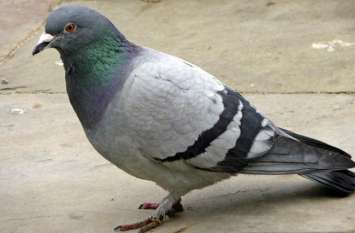 Pigeon beat, health hazards, all india institute of medical sciences कबूतर की बीट छोड़ती है ये जानलेवा बैक्टीरिया, शरीर के कई अंग हो सकते है खराब