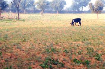 It was difficult to save crops from stray cattle in the cold night सर्द रात में आवारा मवेशियों से फसल बचाना हुआ मुश्किल