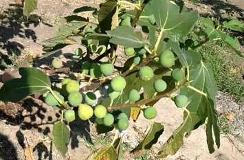 Fig Farming in Rajasthan, Benefits of Anjeer रेगिस्तान में अनार उगाने के बाद अब मेहनतकश किसानों उगा डाली सेहत से भरपूर ये चीज