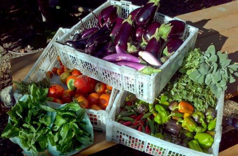 green vegetables Innovation: कॉलेज तैयार कर रहा गल्र्स हॉस्टल के लिए सब्जियां