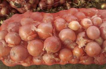 Cheap Onions came from Turki Afghanistan in Jaipur 45 rs per kg price जयपुर में यहां मिल रहा मात्र 45 रुपए किलो प्याज, तुर्की और अफगानिस्तान से आया है यह प्याज