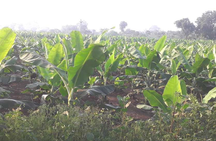 According to demand from societies, farmers are not getting urea fertilizer, farmers buying from market सोसायटियों से मांग के अनुसार किसानों को नहीं मिल रहा यूरिया खाद, बाजार से खरीद रहे किसान