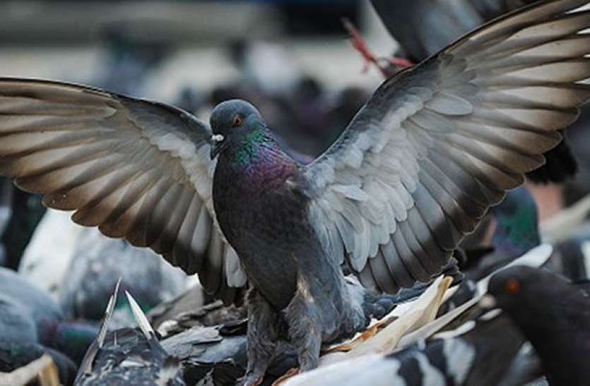 Catch A Pigeon Take Home Rs 1,000 As Reward - एक कबूतर पकड़ो और एक हजार रुपए का इनाम पाओ | Patrika News