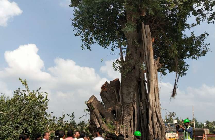 Transplantation of 120 years aged banyan tree Tamilnadu: 120 साल पुराने बरगद के वृक्ष को किया प्रत्यारोपित