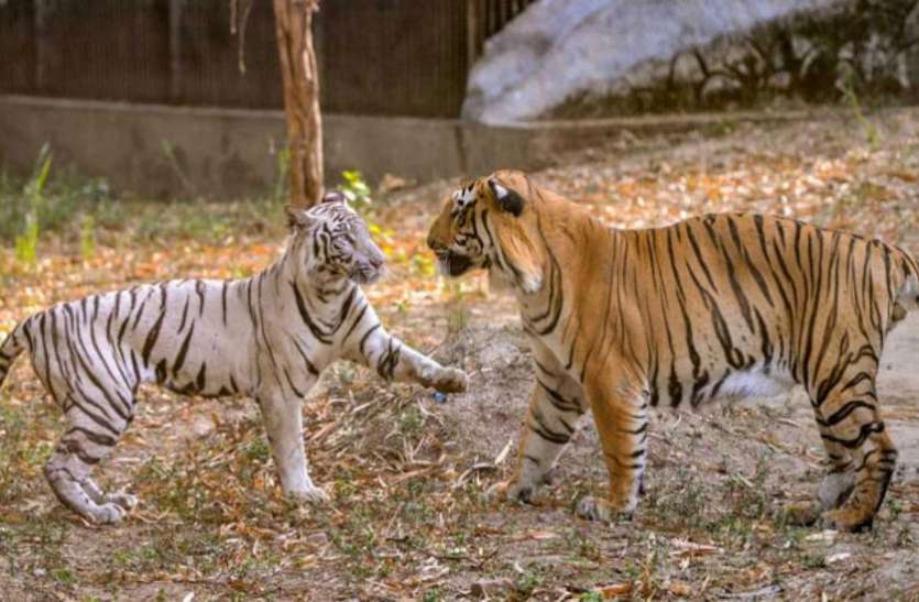 यहां शेरों को है कुत्तों से खतरा, जाने ये अनोखी वजह यहां शेरों को है कुत्तों से खतरा, जाने ये अनोखी वजह