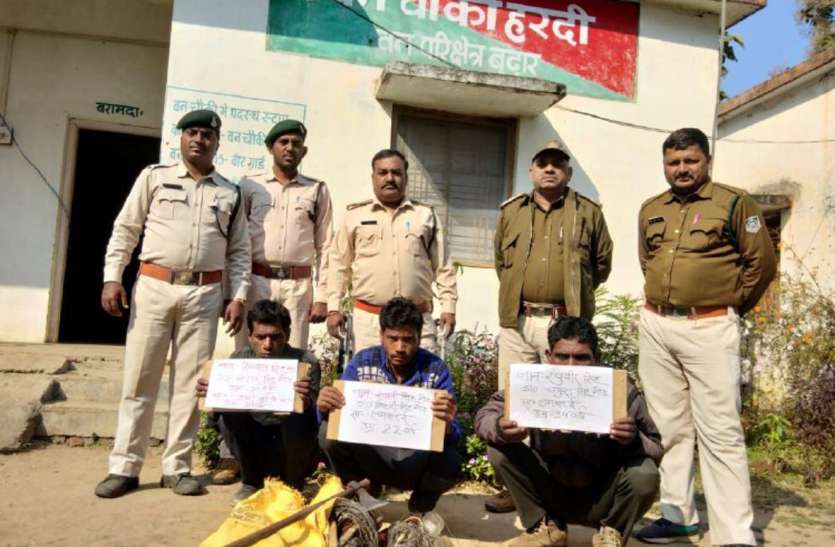 Wild boar caught with current, caught three hunting deer करंट लगाकर जंगली सुकर, हिरन का शिकार करते तीन पकड़ाए
