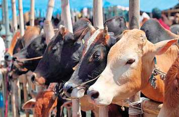 80 percent of Gokul village could not be made नहीं बन पाए 80 फीसद गोकुल ग्राम