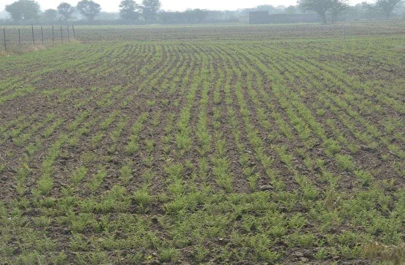 crop news : अजमेर जिले में चने की रिकॉर्ड बुवाई crop news : अजमेर जिले में चने की रिकॉर्ड बुवाई