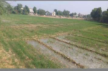 good news for farmers at jalore district बढ़ती सर्दी से इसलिए बढ़ती जा रही किसानों की उम्मीदें