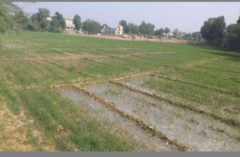 सर्दी से रबी फसल अच्छी होने की उम्मीद बंधी है। बढ़ती सर्दी से इसलिए बढ़ती जा रही किसानों की उम्मीदें