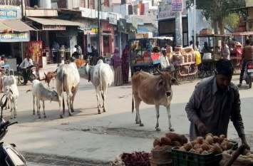 Destitute cattle market नोटिस जारी कर भूली नगरपालिका, बेसहारा मवेशियों का बाजार में उत्पात