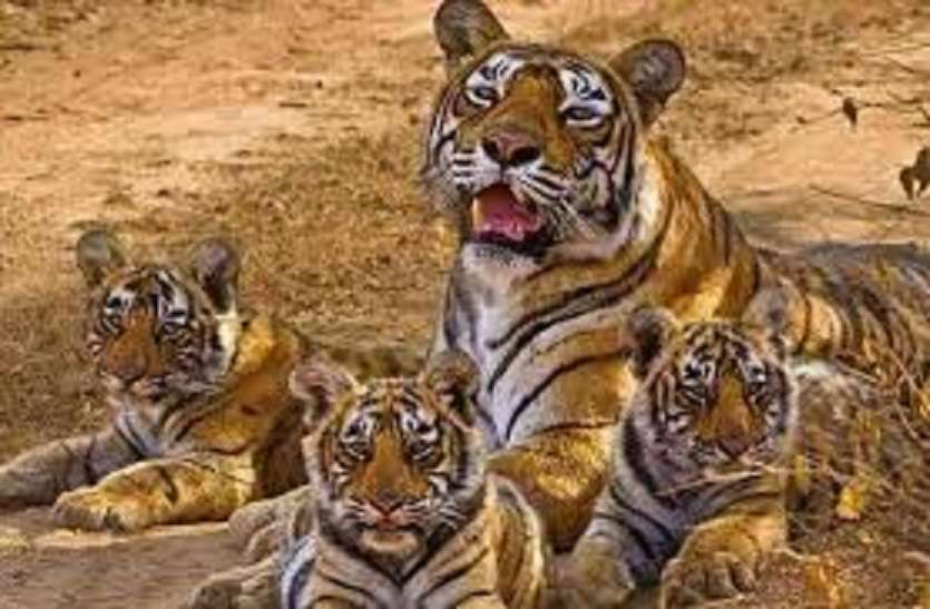 पुरखों के घर में गूंजी दहाड़, रणथंभौर से बाघों का रामगढ़ की ओर रुख पुरखों के घर में गूंजी दहाड़, रणथंभौर से बाघों का रामगढ़ की ओर रुख