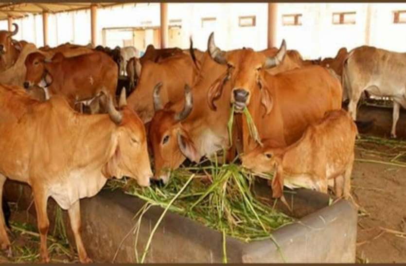 Cow helter राजकीय स्कूल की सुरक्षित जमीन पर सरकार द्वारा गौशाला के निर्माण पर रोक