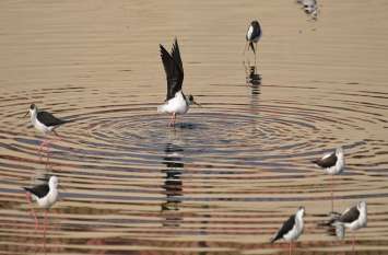 A new place of birds is being built in the river Dravati द्रव्यवती नदी में बन रहा है पक्षियों का नया ठिकाना