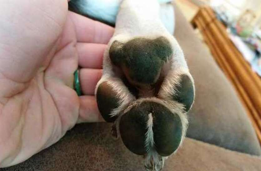 Dogy's Paws डॉगी के पंजों में दिखी ऐसी आकृति, सोशल मीडिया पर वायरल होने लगी तस्वीरें