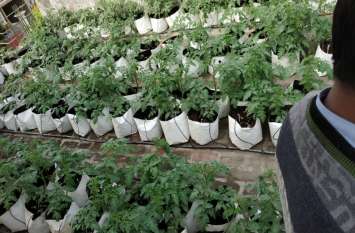 Train guard earning millions by doing organic farming रेलवे आवास की छत पर जैविक तरीके से खेती कर लाखों कमा रहा ट्रेन गार्ड, पढ़िए स्पेशल रिपोर्ट