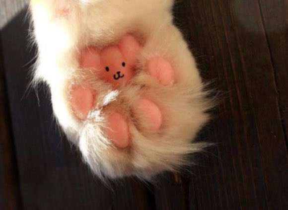 kitten.jpg