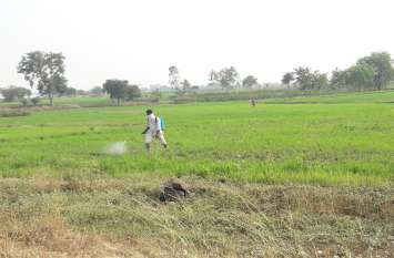 Worm infestation on wheat-gram crop, insecticide spraying also neutral गेहूं-चने की फसल पर इल्ली का प्रकोप, कीटनाशक का छिड़काव भी बेअसर