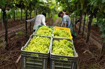 farmers income Grapes Farming Grapes Cultivation Agriculture इस फल की मिठास करवाएगी अच्छा मुनाफा