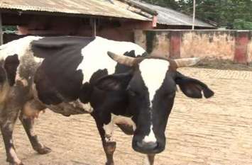 Now animals will not die due to this dangerous disease अब नहीं होगी पशुओं की इस खतरनाक बीमारी से मौत