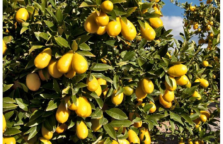 production of fruits