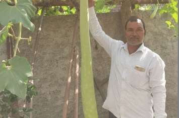 Farmer grows gourd 5 feet in house, becomes center of attraction किसान ने घर में उगाई 5 फीट की लौकी, बनी आकर्षण का केंद्र