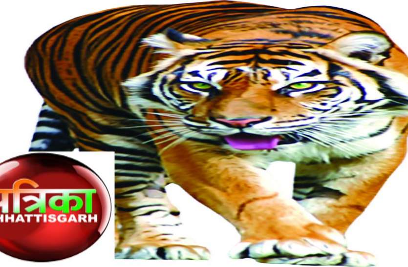 बाघों के संरक्षण के लिए छत्तीसगए़ को मिली 3.57 करोड़ की पहली किश्त बाघों के संरक्षण के लिए छत्तीसगए़ को मिली 3.57 करोड़ की पहली किश्त