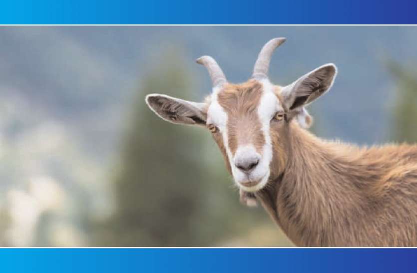 goat फर्जी निकला भेड़-बकरियों में बीमारी फैलने का वीडियो