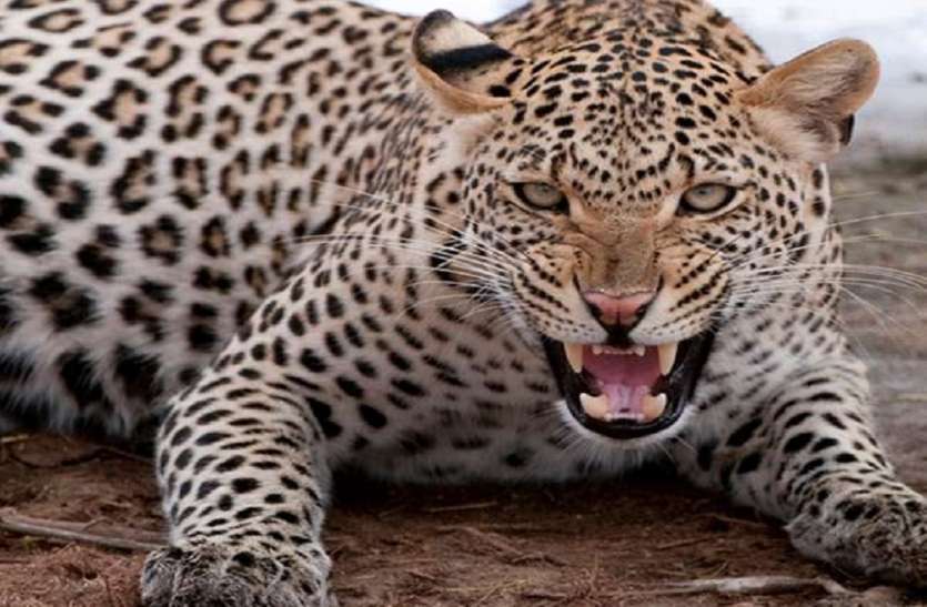 Gujarat: Leopard के हमले से दो वर्षों में 14 लोगों की मौत, 435 तेंदुए पकड़े गए Gujarat: Leopard के हमले से दो वर्षों में 14 लोगों की मौत, 435 तेंदुए पकड़े गए